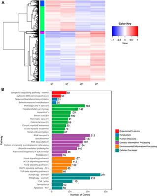 Transcriptome analysis revealed the role of mTOR and MAPK signaling pathways in the white strain of Hypsizygus marmoreus extracts-induced cell death of human hepatoma Hep3B cells